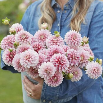 Dahlia Cream